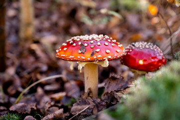 Obraz premium beautiful red fly agaric in the autumn forest