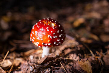 beautiful red fly agaric in the autumn forest