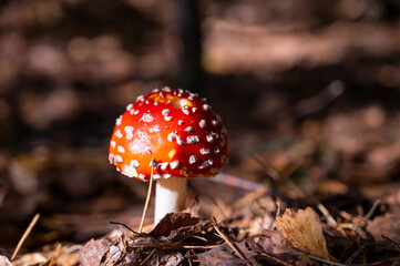 beautiful red fly agaric in the autumn forest