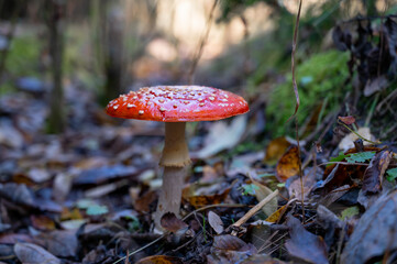 beautiful red fly agaric in the autumn forest