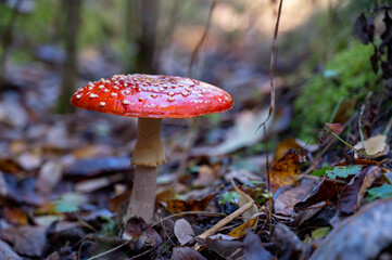 beautiful red fly agaric in the autumn forest