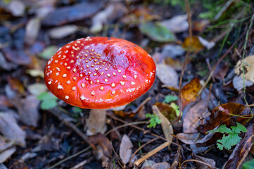 beautiful red fly agaric in the autumn forest