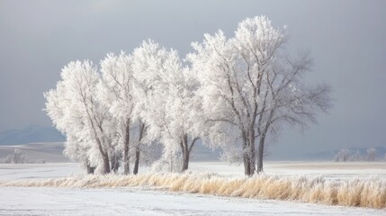 Frosty Trees Stand Tall In Winter Wonderland