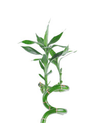 Stem of decorative bamboo plant isolated on white