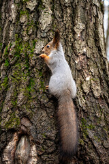 gray squirrel sitting on a tree trunk, close-up