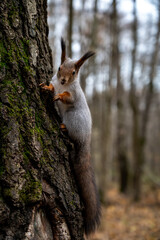 gray squirrel sitting on a tree trunk, close-up