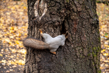 a squirrel climbs into a hollow tree
