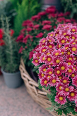 Beautiful colorful pink Chrysanthemum Flowers in a Flower Shop outdoor.