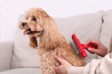 Woman brushing cute Maltipoo dog on sofa at home, closeup
