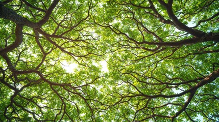 Fototapeta premium Dense Green Canopy Overhead in Natural Setting