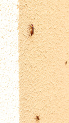 Foto de baratas subindo uma parede em um ambiente residencial. A imagem destaca o comportamento de pragas urbanas, sendo uma representação comum de infestação em áreas domésticas