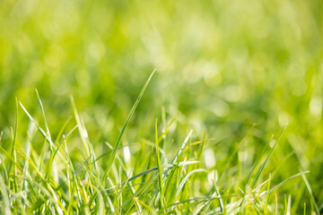 Natural background of green grass and the sun shining through the blades of grass