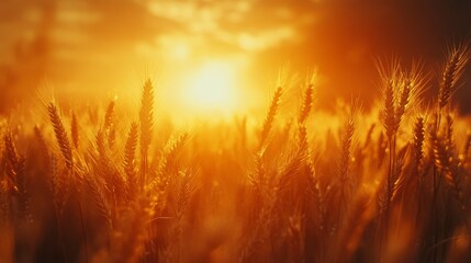 Fototapeta premium Golden Wheat Field Sunset Landscape