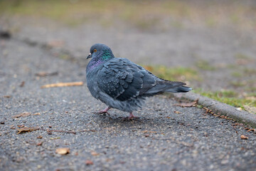 The pigeon is walking along the road