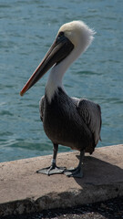 pelican on the beach