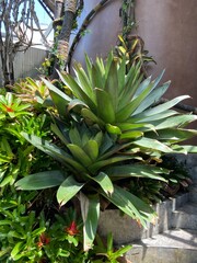 Fototapeta premium The greenhouse dome is full of beautiful trees