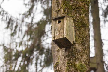 Bird house, a man made shelter for birds high up on the tree top taking care of the birds during the winter months