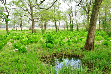 胎内市地本水芭蕉群落（新潟県）