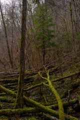 Obraz premium Wild forest of Sateseles Canyon in December in Sigulda in Latvia