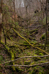 Wild forest of Sateseles Canyon in December in Sigulda in Latvia