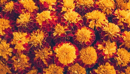 Bright Vibrant Marigolds in Deep Red and Golden Yellow Colors for Day of the Dead Decor, Symbolizing Tradition, Festivity, and Spiritual Connection. Perfect for Festive Altars and Cultural Celebratio