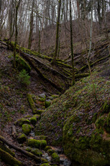 Wild forest of Sateseles Canyon in December in Sigulda in Latvia