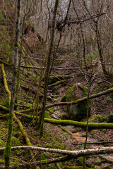 Wild forest of Sateseles Canyon in December in Sigulda in Latvia