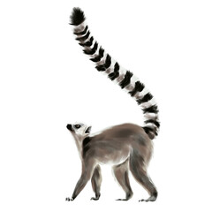 Lemur, exotic animal, illustration without background © Anastasia