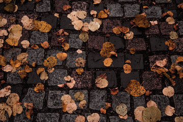 Yellow leaves lie on road, late autumn in city, foliage have fallen from trees