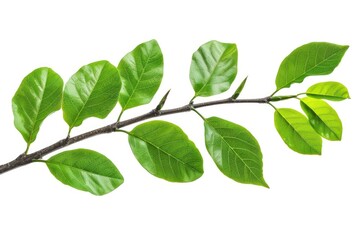 Obraz premium Tree Leaf. Green Tropical Leaves on Isolated Tree Branch for Natural Environment Design