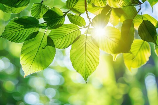 Tree Leaves. Green Leafy Background with Sunlight and Copy Space - Powered by Adobe