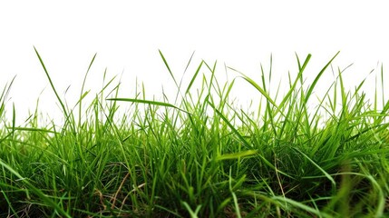 Fototapeta premium Vibrant Green Meadow: Isolated Grass on White Background