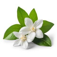white frangipani flower