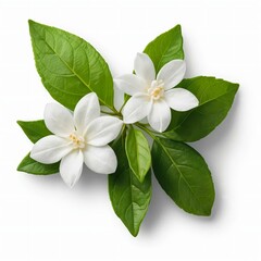 apple flower