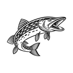 Chain Pickerel Fish Vector Art and Illustration