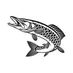 Fototapeta premium Chain Pickerel Fish Vector Art and Illustration