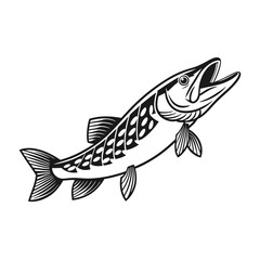 Chain Pickerel Fish Vector Art and Illustration