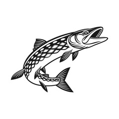 Chain Pickerel Fish Vector Art and Illustration