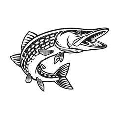 Chain Pickerel Fish Vector Art and Illustration