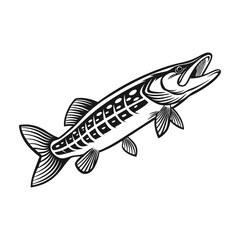Chain Pickerel Fish Vector Art and Illustration