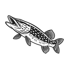 Chain Pickerel Fish Vector Art and Illustration