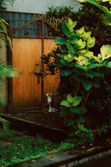 old house in the garden