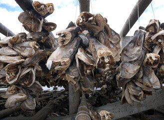 Cod heads and stockfish hanging on outdoor wooden racks, Traditional centuries old methods of drying fish in the air, Reine Lofoten Norway, Scandinavian food industry