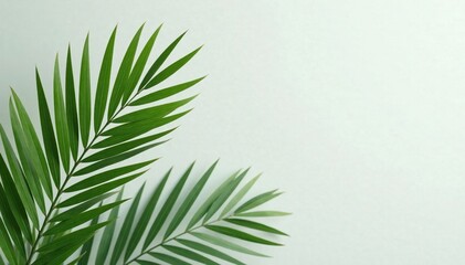 Fototapeta premium Delicate palm fronds in soft focus against a light grey wall, calm, pale