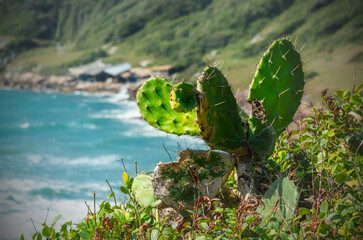 Vista para o mar com plantação nativa.