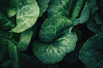 Obraz premium Vibrant Close-Up of Fresh Organic Green Lettuce Leaves: The Essence of Healthy Raw Food