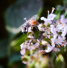 bee on a flower