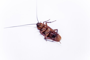 Cockroach upside down isolated