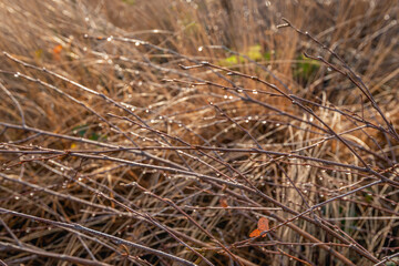 Closeup of glistening raindrops hanging from bare branches. The photo was taken in a Dutch nature reserve on a sunny day at the end of the autumn season.