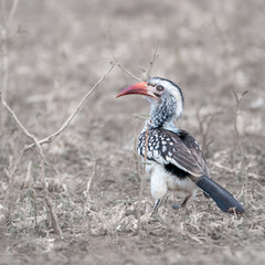 A red-billed hornbill darts through the grass, its striking beak probing the earth. It snatches insects with sharp eyes and quick movements, a breakfast feast amid the dewy morning savanna.